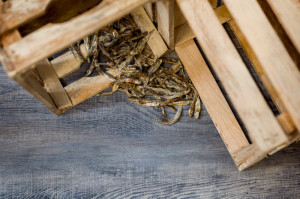 Funny fish bites Spiering