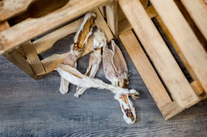 Konijnenoren met vacht