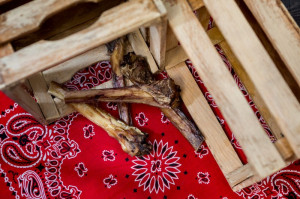 Bullepees met knots 19 cm